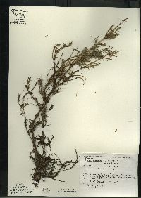 Picea mariana image