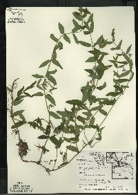 Scutellaria galericulata image