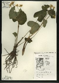 Caltha palustris image