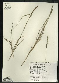 Muhlenbergia racemosa image