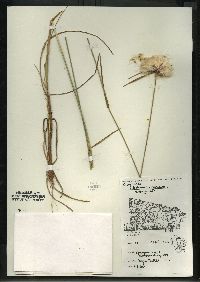 Eriophorum virginicum image