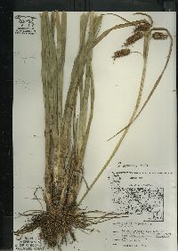 Carex comosa image