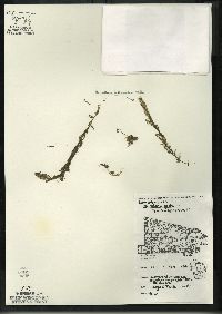 Utricularia gibba image