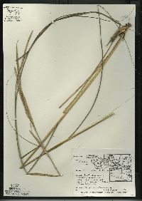 Spartina pectinata image