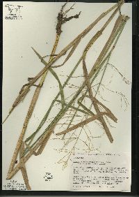 Glyceria canadensis image