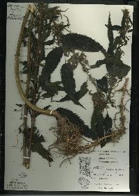 Urtica gracilis image