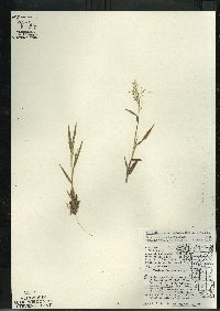 Dichanthelium acuminatum subsp. columbianum image