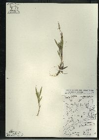 Dichanthelium acuminatum subsp. columbianum image