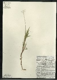 Dichanthelium acuminatum subsp. columbianum image