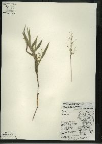 Dichanthelium scribnerianum image