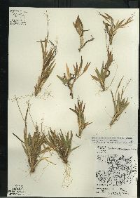 Dichanthelium acuminatum subsp. columbianum image