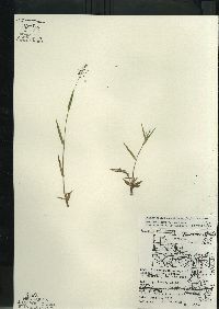 Dichanthelium acuminatum subsp. columbianum image