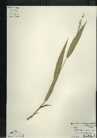 Dichanthelium xanthophysum image