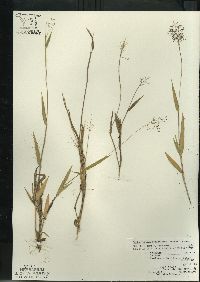 Dichanthelium acuminatum subsp. columbianum image