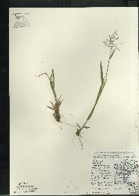 Dichanthelium acuminatum subsp. columbianum image