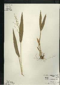 Dichanthelium xanthophysum image