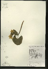 Caltha palustris image