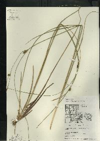 Carex oligosperma image