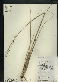 Carex oligosperma image