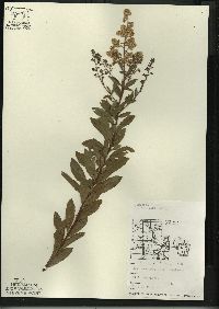 Spiraea alba image