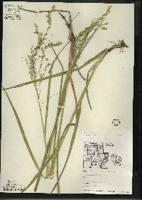 Glyceria canadensis image