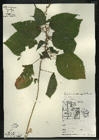 Laportea canadensis image