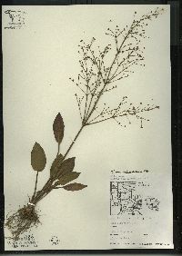 Alisma subcordatum image