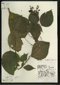 Laportea canadensis image