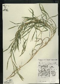 Muhlenbergia frondosa image