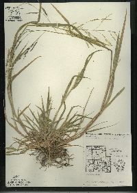 Panicum dichotomiflorum subsp. dichotomiflorum image