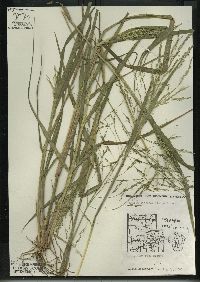 Panicum dichotomiflorum subsp. dichotomiflorum image