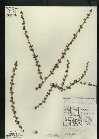 Larix laricina image