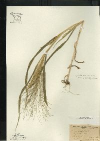 Panicum capillare subsp. capillare image