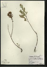 Hypericum kalmianum image