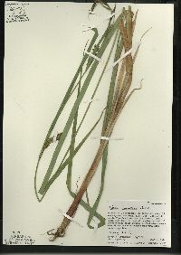 Carex lacustris image