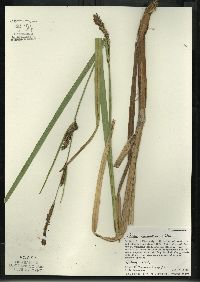 Carex lacustris image