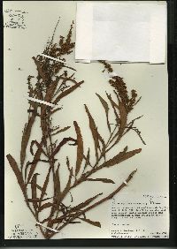 Rumex triangulivalvis image