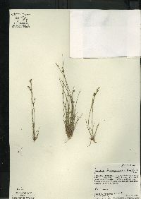 Juncus brevicaudatus image