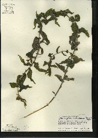 Potamogeton richardsonii image