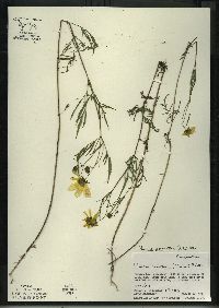 Bidens trichosperma image