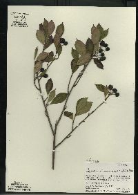 Aronia melanocarpa image