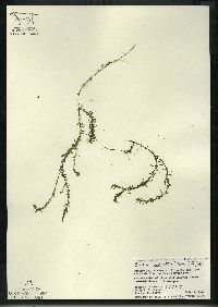 Elodea nuttallii image