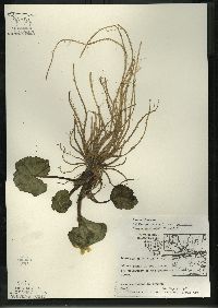 Caltha palustris image