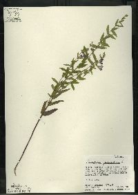 Scutellaria galericulata image