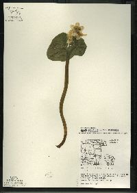 Caltha palustris image