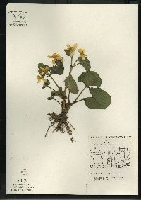 Caltha palustris image