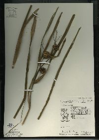 Sparganium eurycarpum image