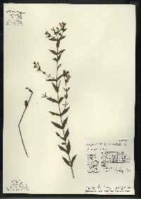 Scutellaria galericulata image