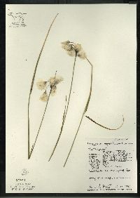 Eriophorum angustifolium image