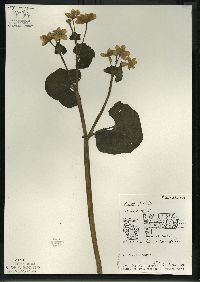 Caltha palustris image